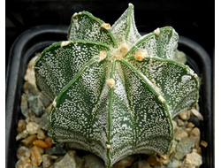 Astrophytum niveum PP (1254) - 10 семян