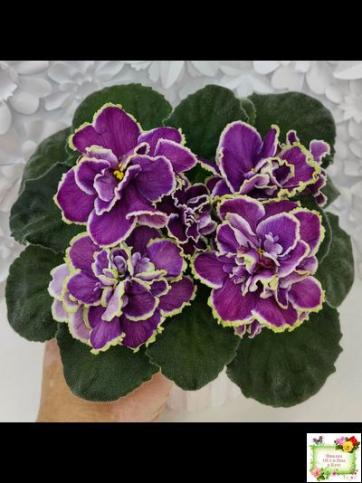 ВаТ-Классический Вкус (Т. Валькова) 2019 г.