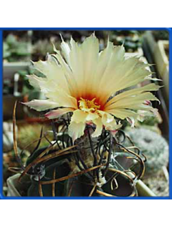 Astrophytum crassispinum 'Soccoro'