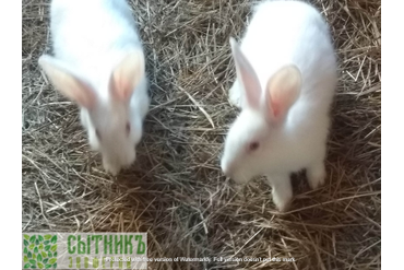 Фермерские кролики на фермерском хозяйстве в МО