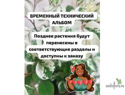 ХОЙИ СРЕЗ В РАБОТЕ