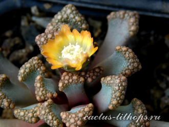 Titanopsis hugo-schlechteri (MG) - 5 семян