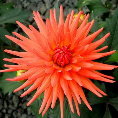 "Лист георгина" Силиконовый молд  (вайнер)