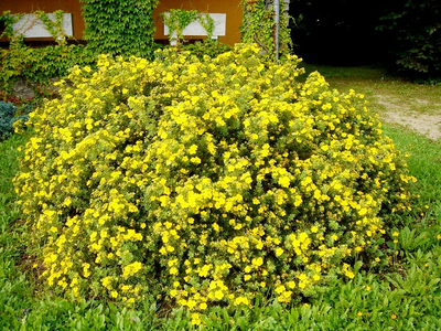 Лапчатка кустарниковая Goldstar