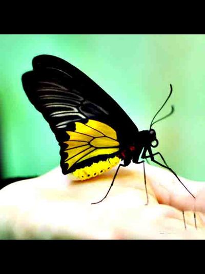 Тройдес огромная бабочка , очень красивая