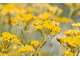 Бессмертник (Helichrysum italicum) 2 г - 100% натуральное эфирное масло