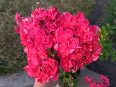 Пеларгония Ю-Лариса Огудалова, срез