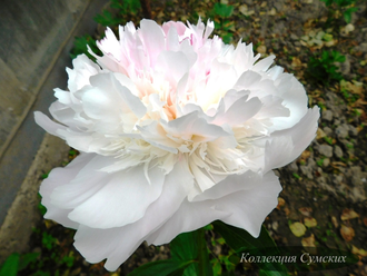 Пион Couronne d'Or (Курон д'Ор)