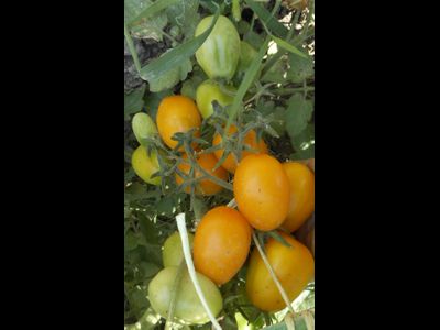 Томат Альпиног