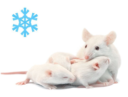 Мыши кормовые замороженные