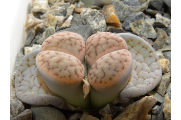 Lithops schwantesii ssp. schwantesii v. rugosa C192

