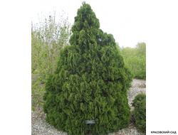 Туя Холмструп купить на сайте Красовский-Сад.рф