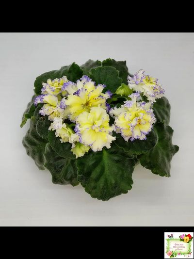 ЛЕ-Золото Нибелунгов (Е. Лебецкая) 2017 г.