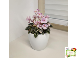 Precious Pixie (S.Sorano) (3 листа с детками в 1 стаканчике)