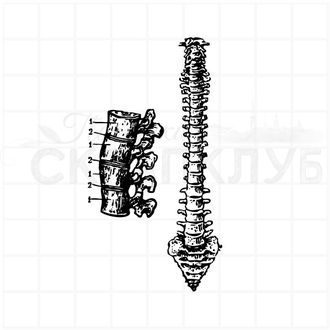 ФП штамп "Позвоночник" (а)