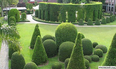 Туя Колумна - Columna