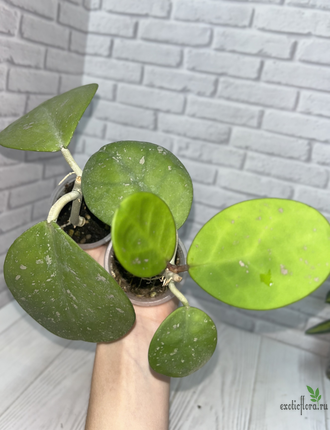 25/07/2025 Hoya Obovata
