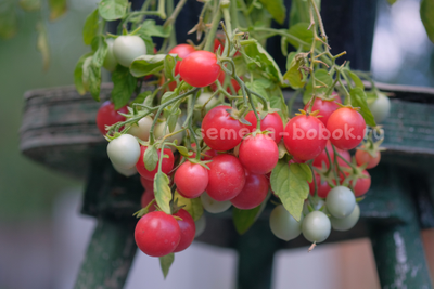 Томат ампельный Korean Creeping (Корейский Стелющийся), 10 шт