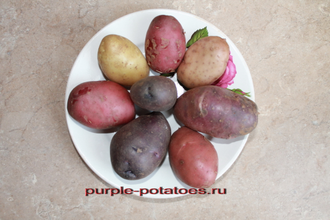 Ботанические семена картофеля Сарма х Конго