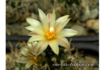 Turbinicarpus flaviflorus TCG 13001