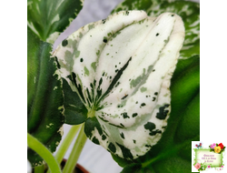 LV-Сбежавшая Невеста (Л. Шевелева) 2025 г. трейлер (клакамас пестролистный)