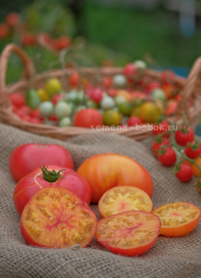 Томат Dwarf Awesome (Гном Замечательный), 10 шт