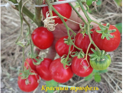 Томат Трюфель красный