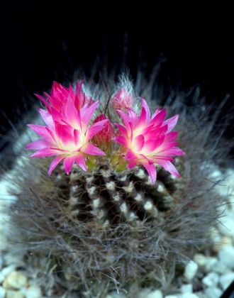 Neoporteria villosa - 5 семян