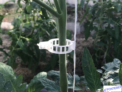 Клипса d-25 (томат)_в теплице