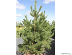 Сосна Якутск - Jakutsk