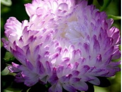 ПИОНОВИДНАЯ ХРУСТАЛЬНАЯ  БАШНЯ 4ШТ