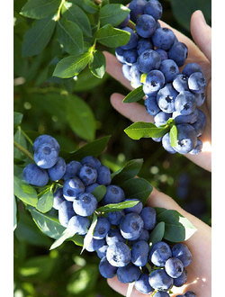 Голубика высокорослая