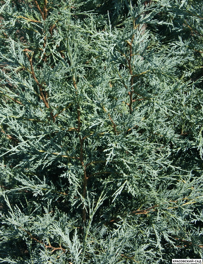 Можжевельник Мунглоу - Moonglow
