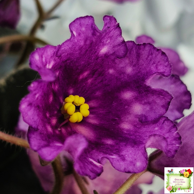 Nik-Кони в Яблоко  (Н. Булко) 2022 г. (пестролистный лонг)