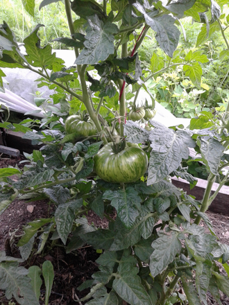 Семена томата Жар-птица сладкая Гном