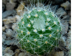 Parodia chrysacantha  (D=10-15мм)