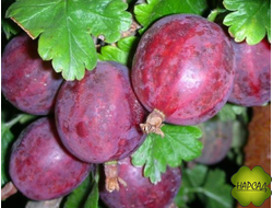 Крыжовник "Колобок" (сочный, слабошипованный, неприхотливый) ВЗРОСЛЫЙ КУСТ