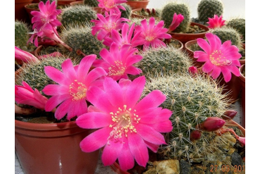 Rebutia senilis v. lilacino-rosea