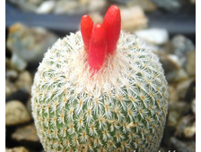 Epithelantha pachyrhiza - 5 семян