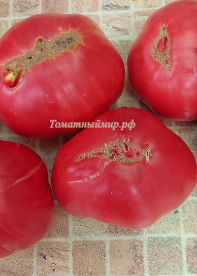 Томат Минусинский от Балуева