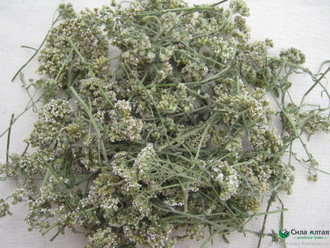 Тысячелистник (100 гр)