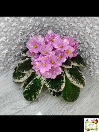 Rivermist Beguiling (J. Baker) (10971) 04/13/2018