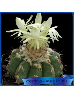 Discocactus pugionacanthus HU 462