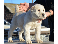 Сука 5. ЖАНСЮАР. Продана г. Москва