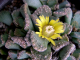 Titanopsis calcarea Hopetown (MG) - 5 семян