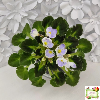 Vi-Лесная Нимфа (И.Виблая) 2021 г. (гёрл-листья)