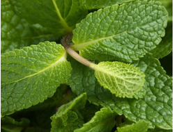 Мята сладкая (Mentha spicata) Египет, 5 мл - 100% натуральное эфирное масло