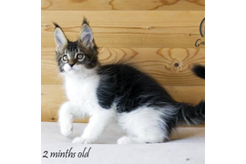 Волгоградский питомник Мейн кунов GangsterCat. Сайт: www.gangstercat.ru Тел: +7 (917) 335-09-66 (WhatsApp, Viber, Telegram), Татьяна.