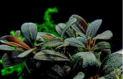 Буцефаландра sp. "Brownie Phoenix" (меристемная), NANO контейнер