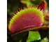 Dionaea muscipula Bohemian garnet